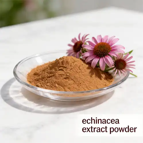 Is echinacea extract powder effective for seasonal immune protection?